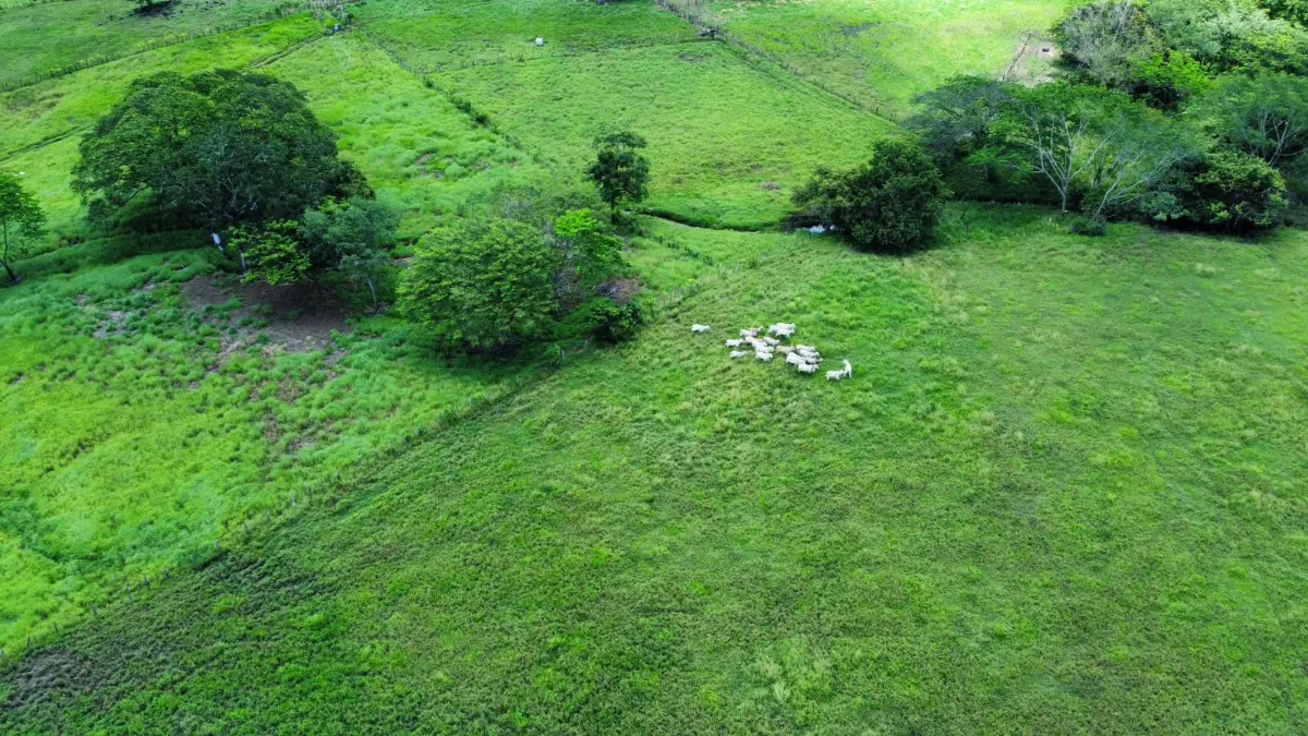 CATTLE FARM FOR SALE IN ABANGARES, LA PALMA – 20 HECTARES miniatura 5
