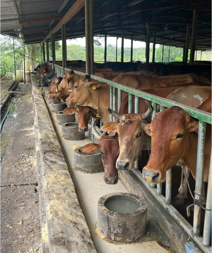 DOS PINOS DAIRY FARM FOR SALE – CUTRIS, SAN CARLOS, COSTA RICA