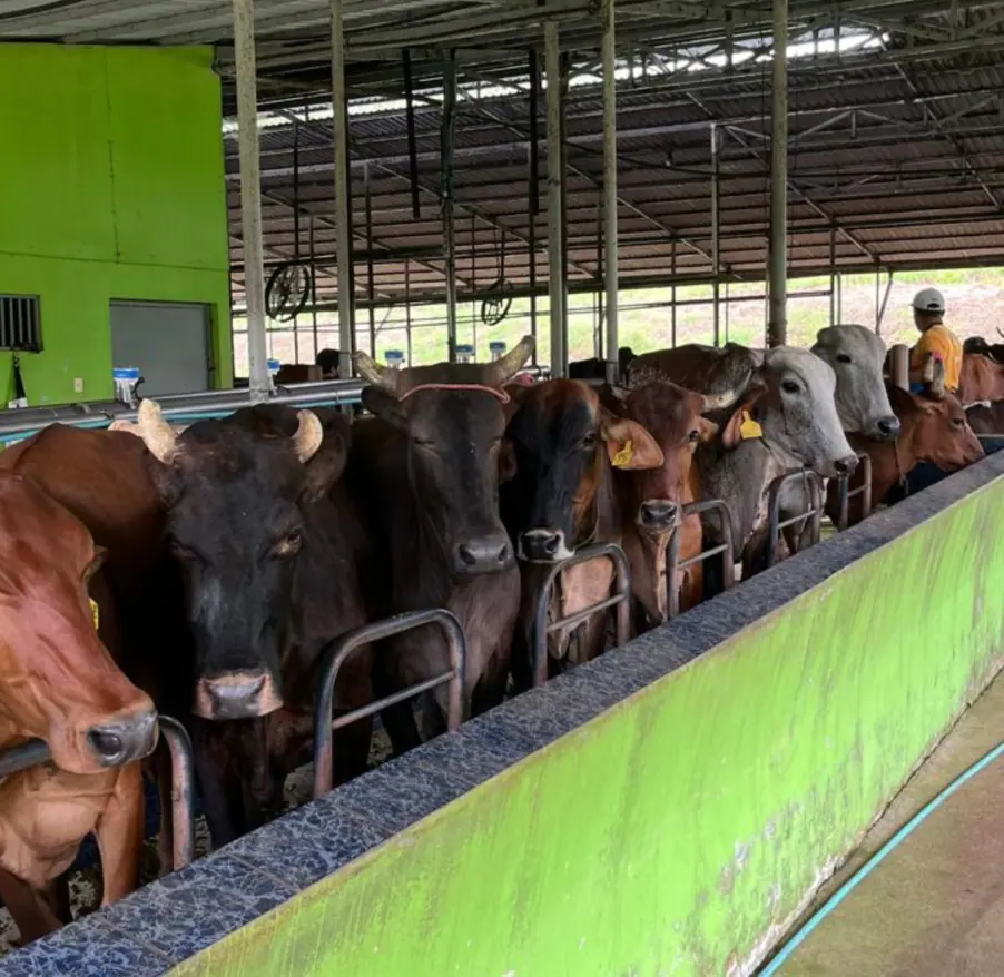DOS PINOS DAIRY FARM FOR SALE – CUTRIS, SAN CARLOS, COSTA RICA miniatura 3