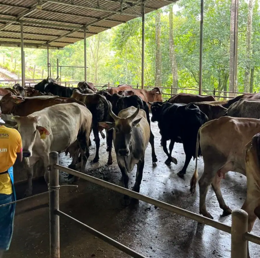 DOS PINOS DAIRY FARM FOR SALE – CUTRIS, SAN CARLOS, COSTA RICA miniatura 4