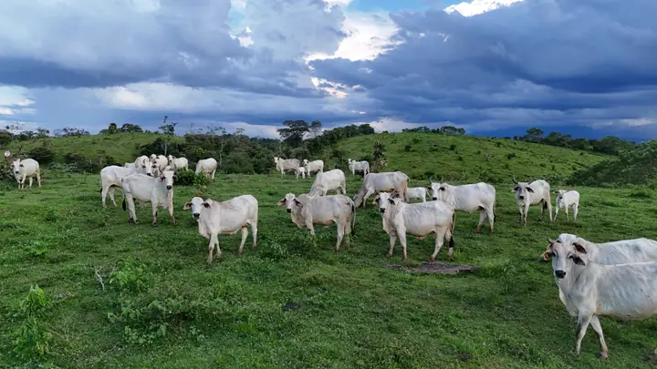 Altamira Farm – Cattle & Agricultural Investment Opportunity in San Carlos Costa Rica