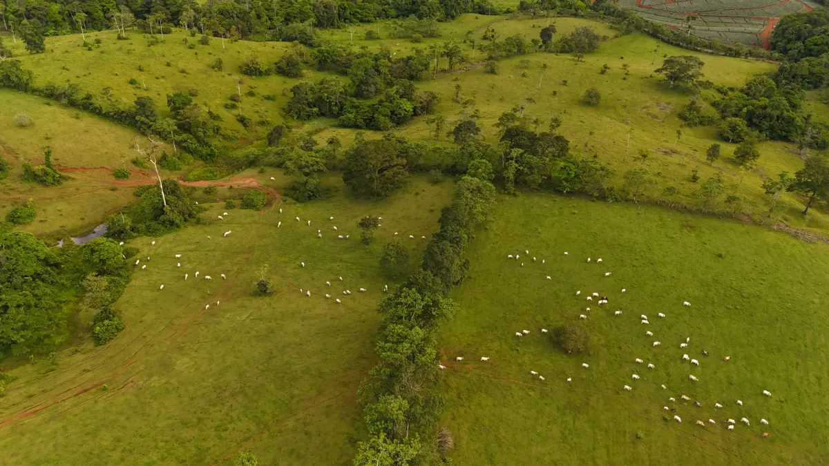 Altamira Farm – Cattle & Agricultural Investment Opportunity in San Carlos Costa Rica miniatura 4