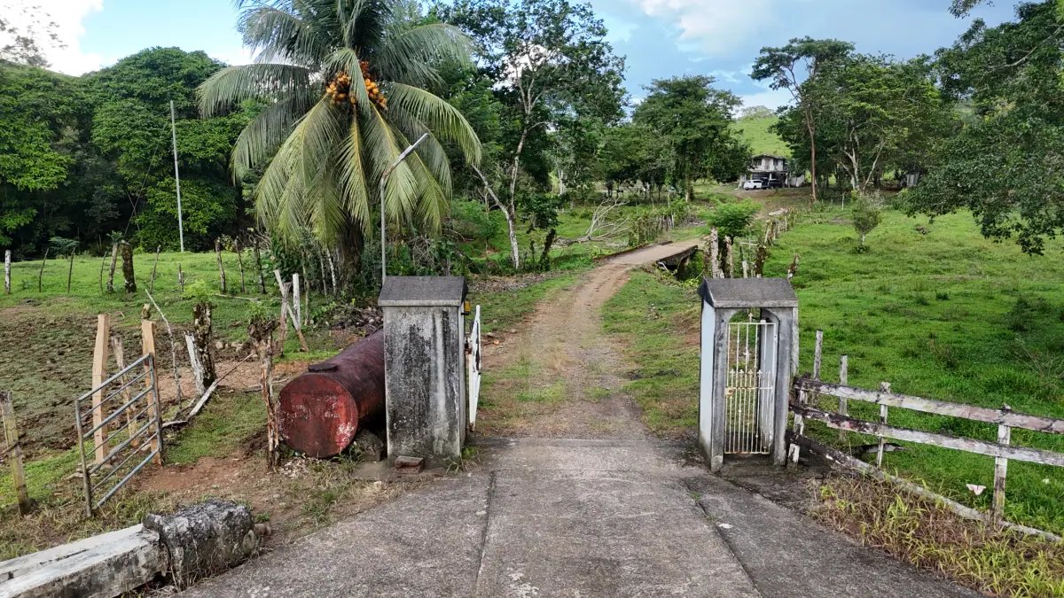 Altamira Farm – Cattle & Agricultural Investment Opportunity in San Carlos Costa Rica miniatura 6