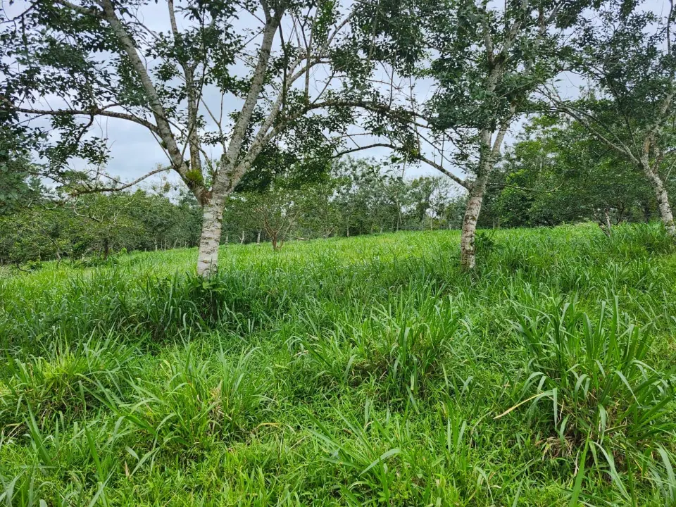 DAIRY FARM DOS PINOS- POCOSOL, SAN CARLOS, COSTA RICA. miniatura 2