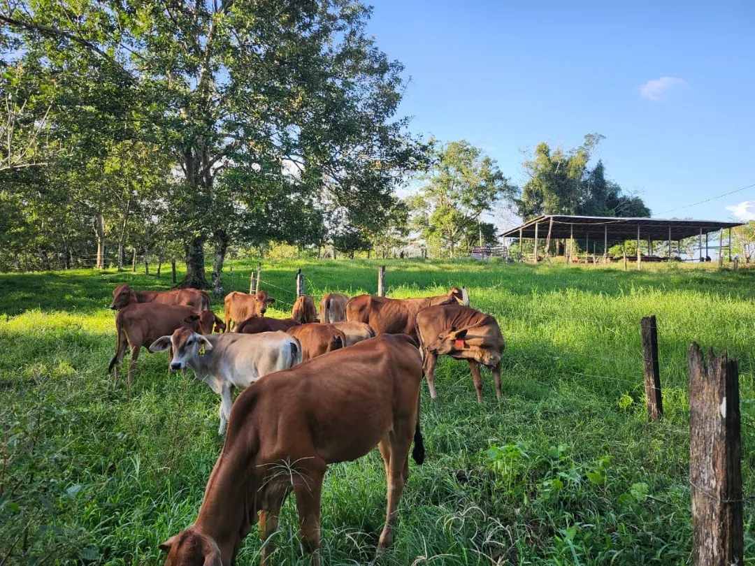 DAIRY FARM DOS PINOS- POCOSOL, SAN CARLOS, COSTA RICA. miniatura 6