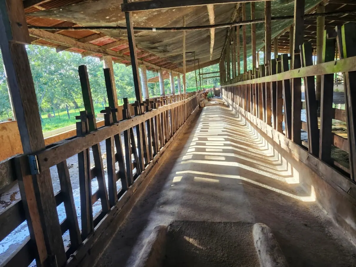 DAIRY FARM DOS PINOS- POCOSOL, SAN CARLOS, COSTA RICA. miniatura 7