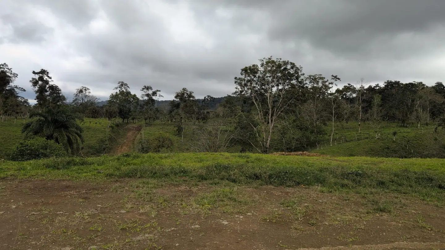 DAIRY FARM FOR SALE – RÍO CUARTO, COSTA RICA 7,5 HA miniatura 5