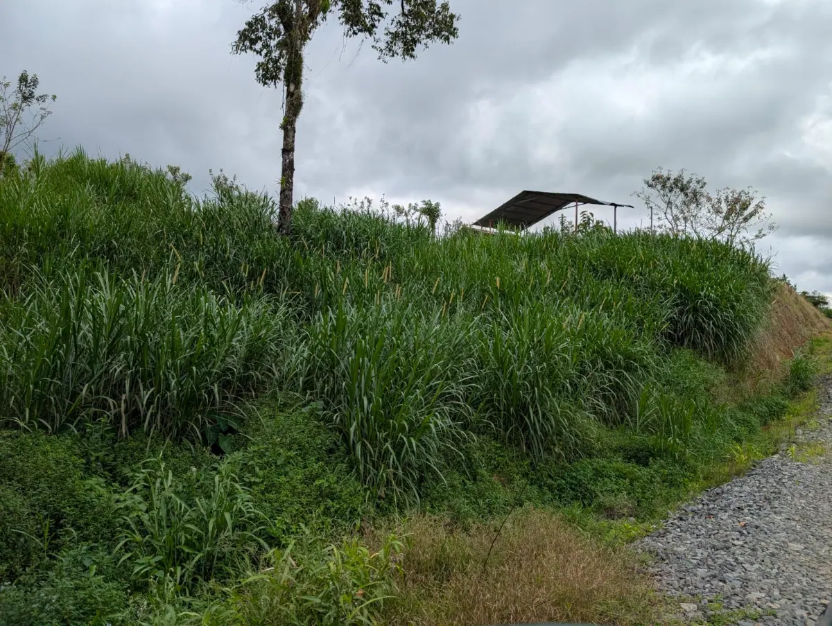 DAIRY FARM FOR SALE – RÍO CUARTO, COSTA RICA 7,5 HA miniatura 7