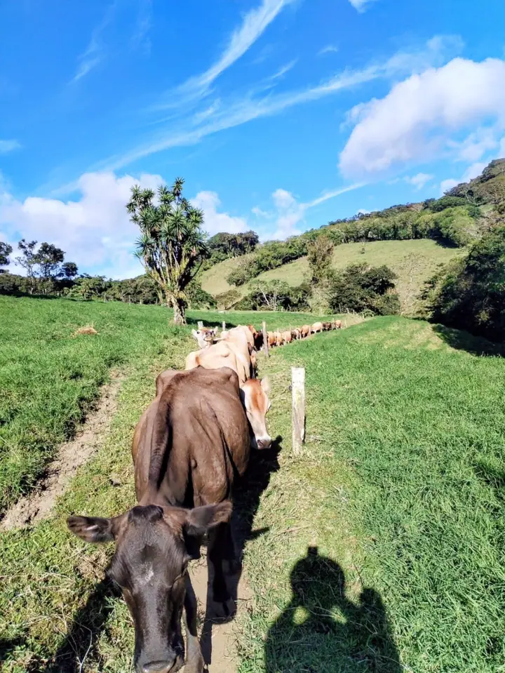 Farm for Sale Between Tilarán and Monteverde