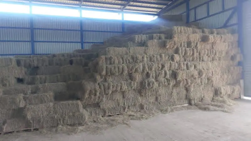 CATTLE FARM FOR SALE IN BAGACES – 377 ACRES. HAY PRODUCTION + CATTLE + MONTHLY INCOME miniatura 3