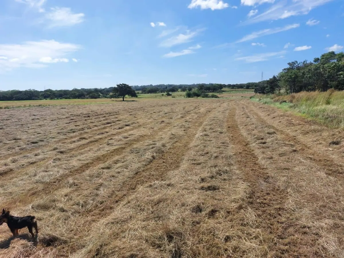 CATTLE FARM FOR SALE IN BAGACES – 377 ACRES. HAY PRODUCTION + CATTLE + MONTHLY INCOME miniatura 4